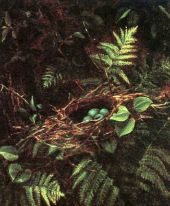 Bridges birds-nest-and-ferns