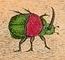 Catesby beetle snip