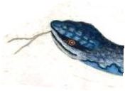 Catesby blue snake snip 2