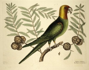 Catesby carolina parrot whole