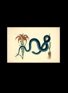 Catesby irfnview blue snake 2