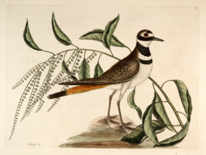 Catesby killdeer full