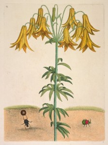 Catesby yellow lilies and beetles