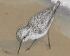 Fidelia Bridges shorebirds snip 2