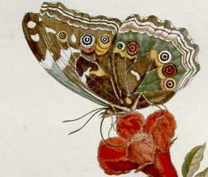 Maria Sibylla Merian (1647-1717) butterfly