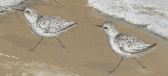 fidelia bridges shorebirds snip 1