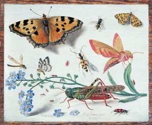 582px-Jan_van_Kessel_001 insects