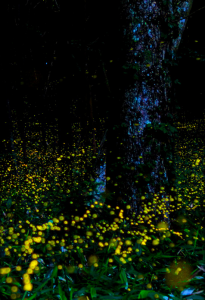 Fireflies for KK website March 2017